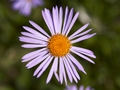 Aster tongolensis-1 Aster tongolski